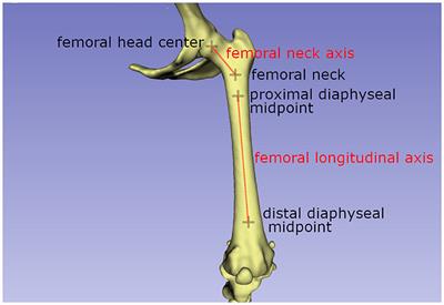 Comparison of CT-measured angles of pelvic limbs without patellar luxation of six canine breeds